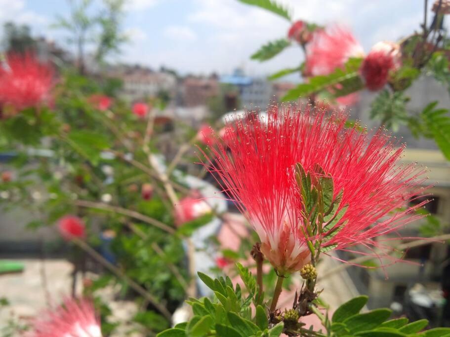 Ananda Tree House Eco Homestay Kathmandu Ngoại thất bức ảnh